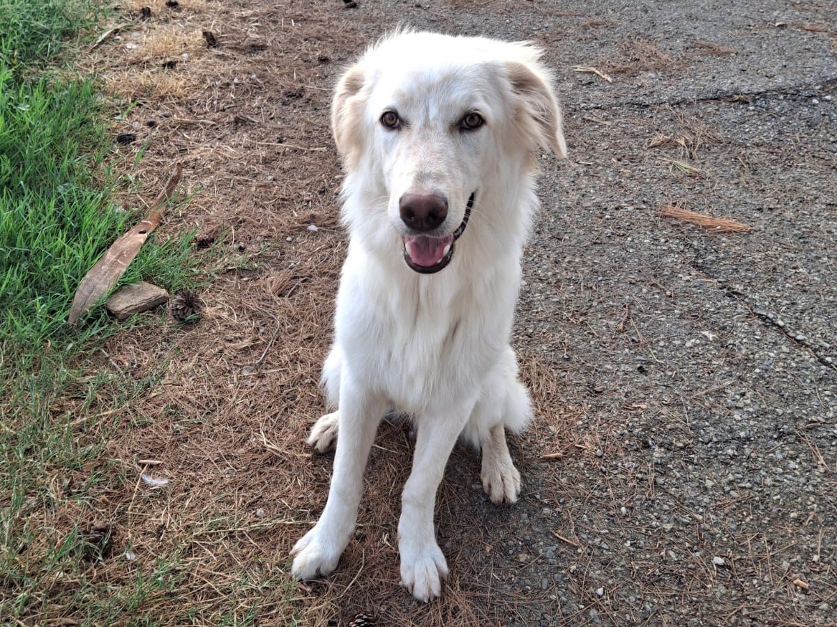 Vuoi adottare un cane a Crotone?