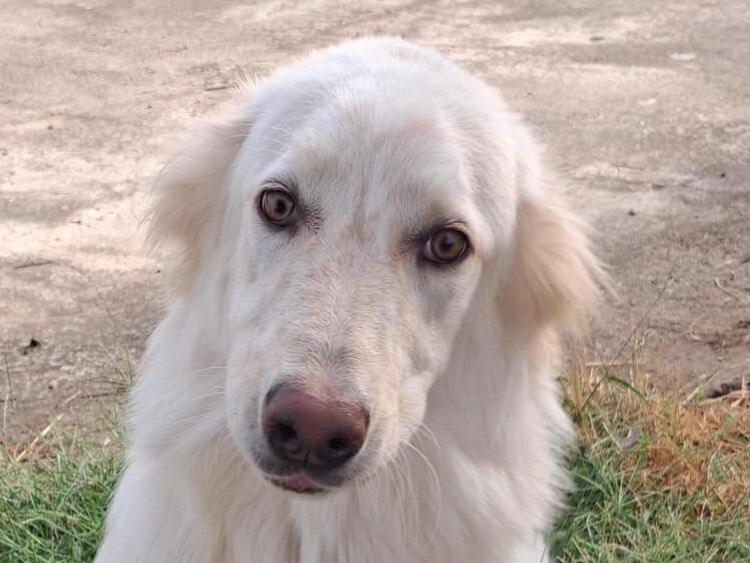 Adotta il cane Eros  a Crotone