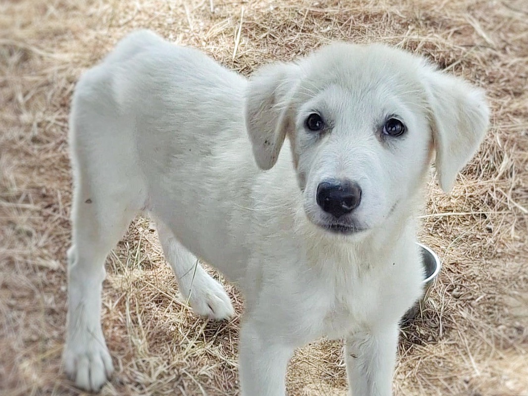 Adozione cane, femmina, Razza sconosciuta Razza sconosciuta, 3 mesi, taglia media, Crotone
