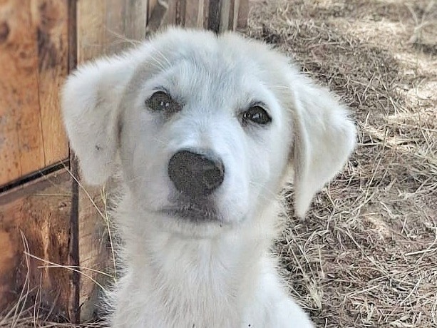 Adotta un cane, femmina, 3 mesi, Crotone