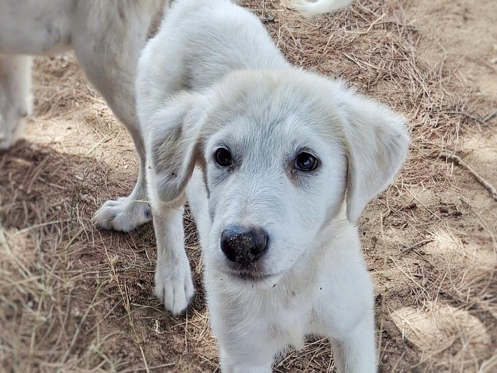 Adotta un cane, taglia media, femmina, Crotone