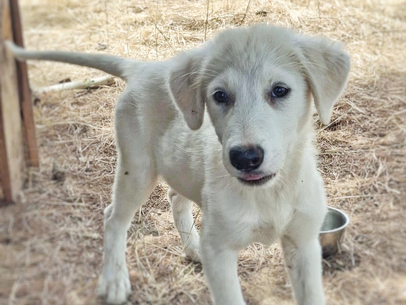 Vuoi adottare un cane a Crotone?