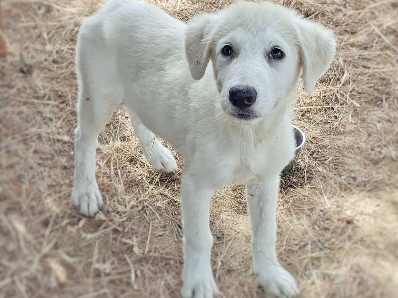 Adotta il cane Provola  a Crotone