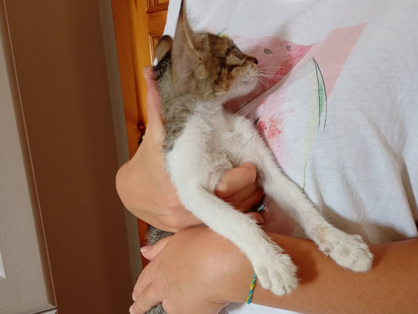 Adozione gatto, maschio, Razza sconosciuta Razza sconosciuta, 2 mesi, taglia non valida, Alessandria