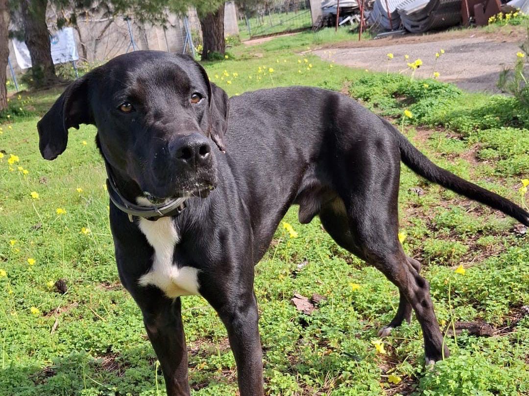Adotta un cane, maschio, 2 anni, Crotone
