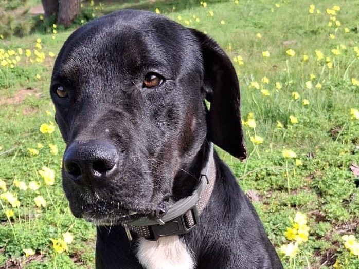 Adotta un cane, taglia media, maschio, Crotone