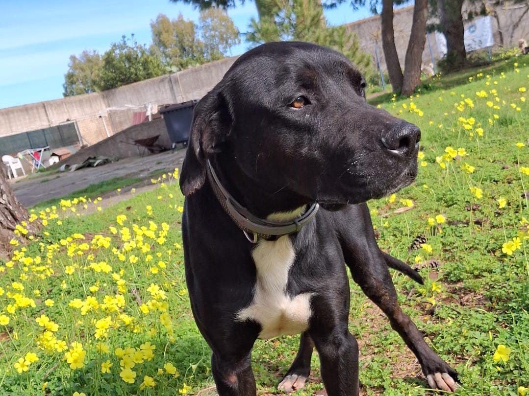 Vuoi adottare un cane a Crotone?