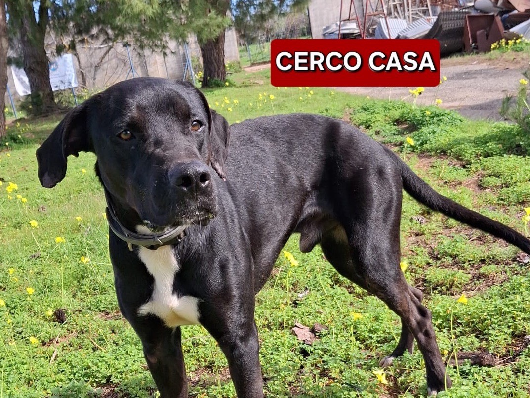 Adotta il cane Benny  a Crotone