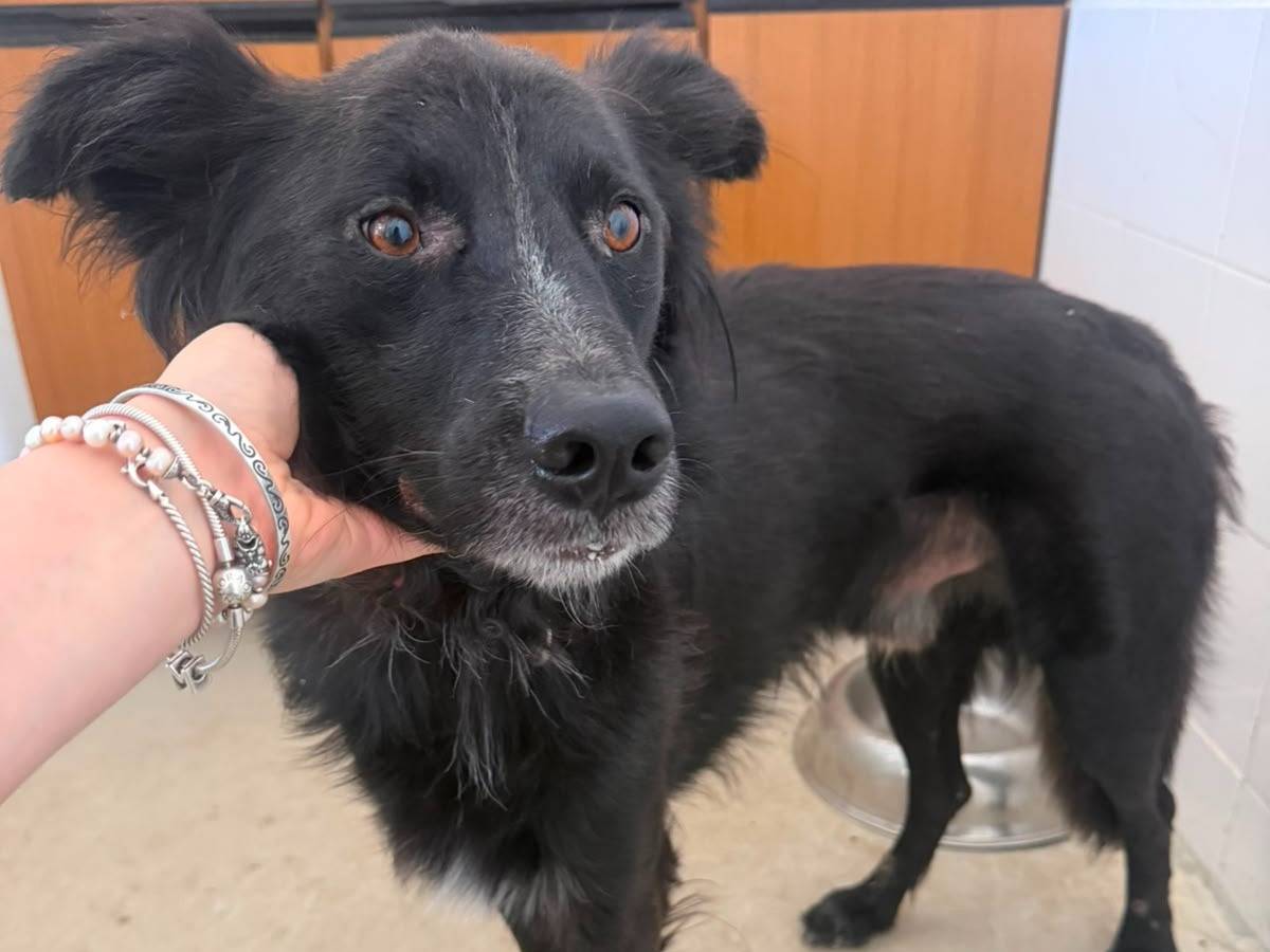 Adotta un cane, taglia media, maschio, Crotone