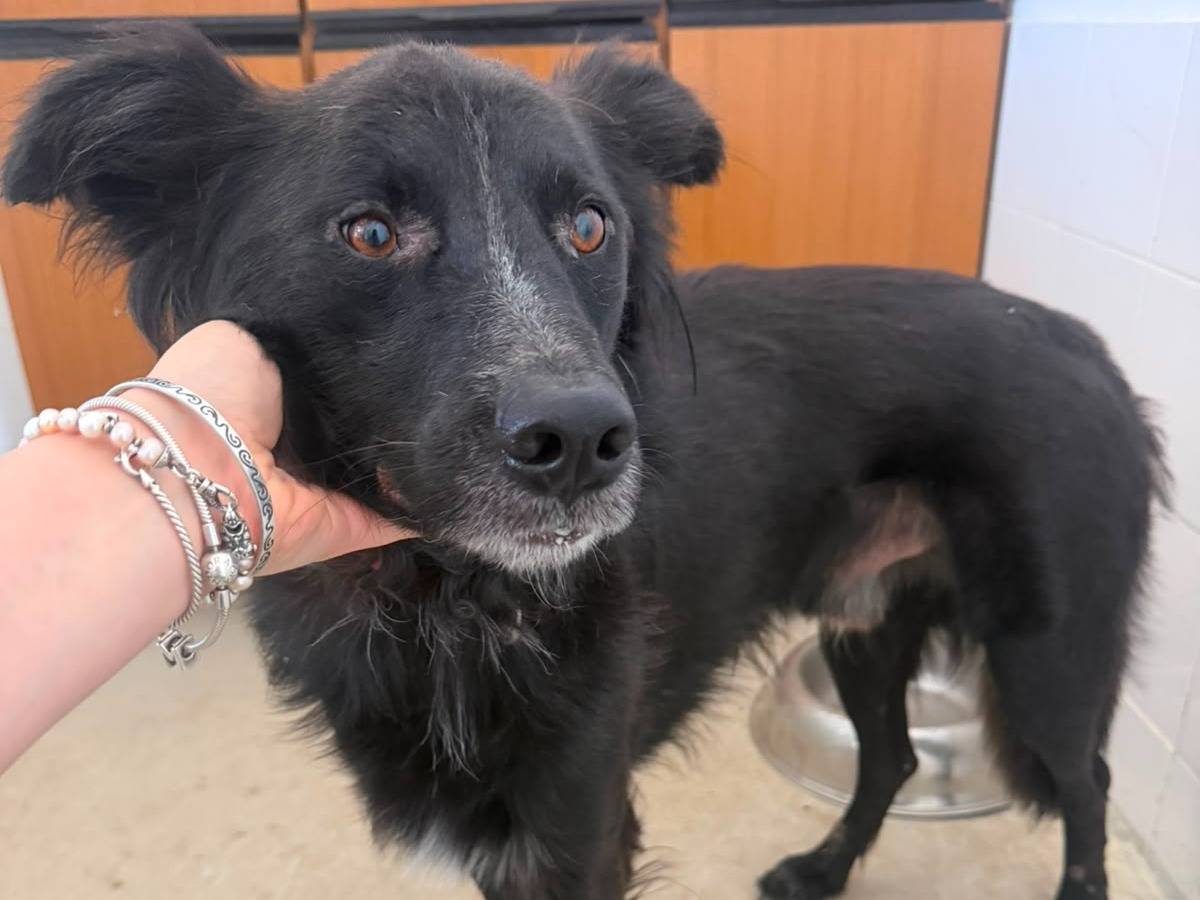 Adotta il cane Zorro a Crotone