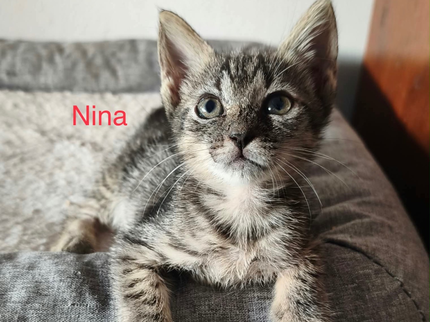 Adozione gatto, femmina, Razza sconosciuta Razza sconosciuta, 2 mesi, taglia non valida, Latina