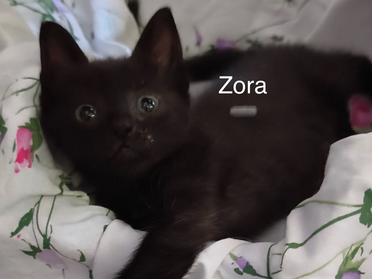 Adotta un gatto, femmina, 2 mesi, Latina