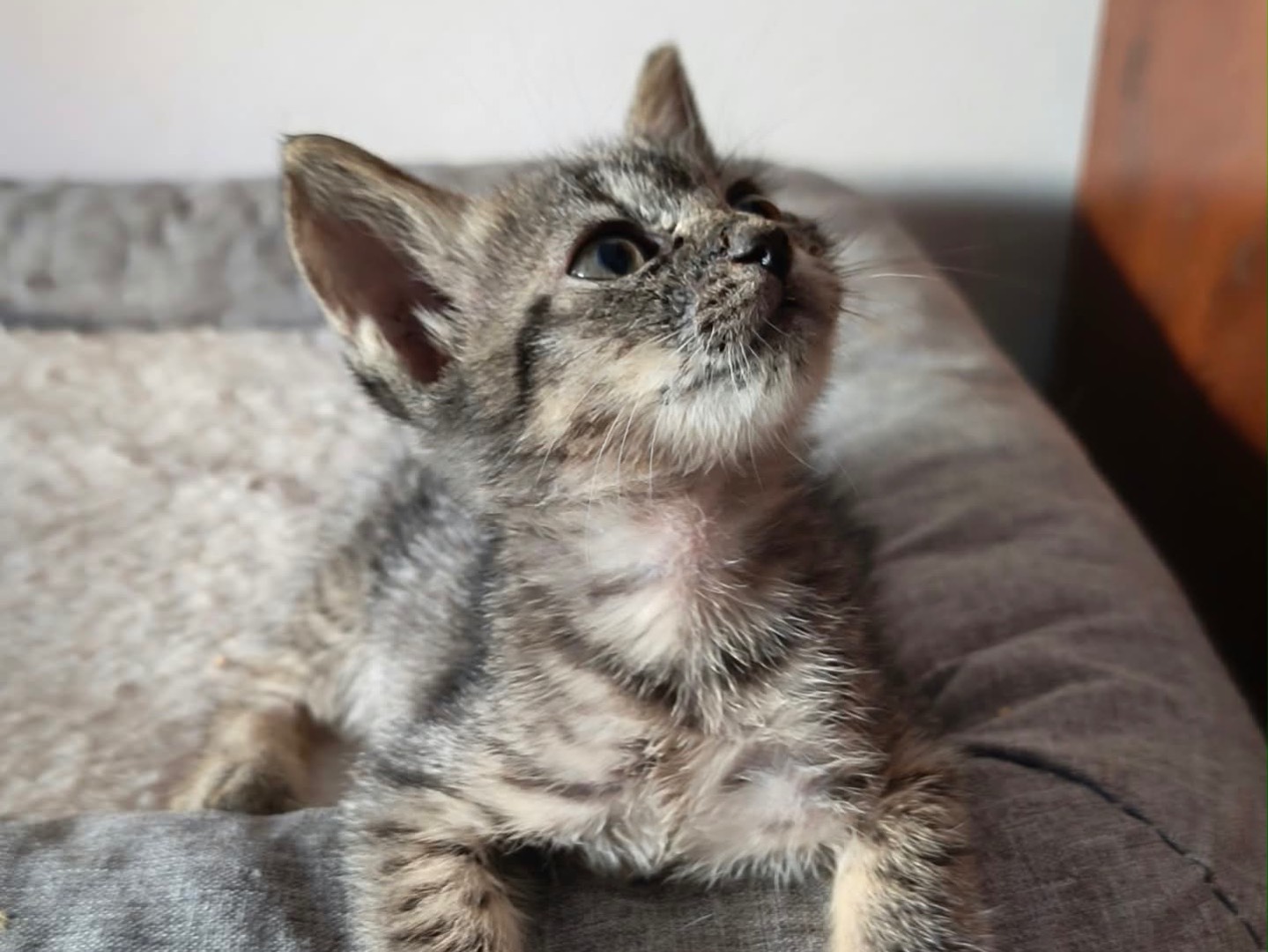 Adotta un gatto, taglia non valida, femmina, Latina