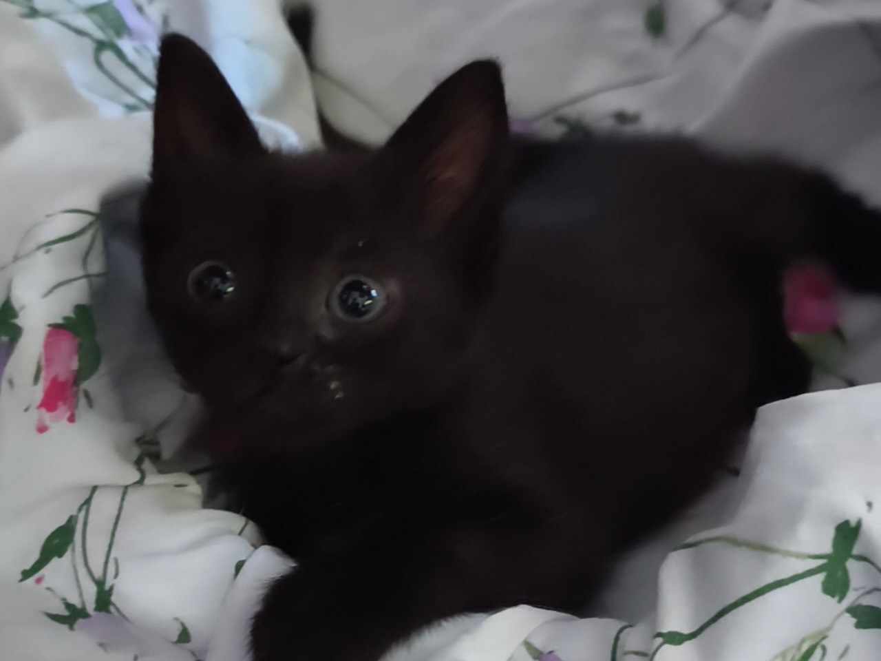 Vuoi adottare un gatto a Latina?