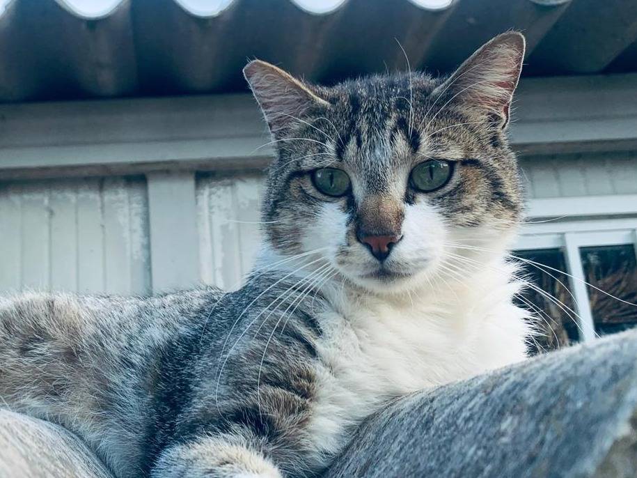 Adotta un gatto, taglia non valida, maschio, Parma