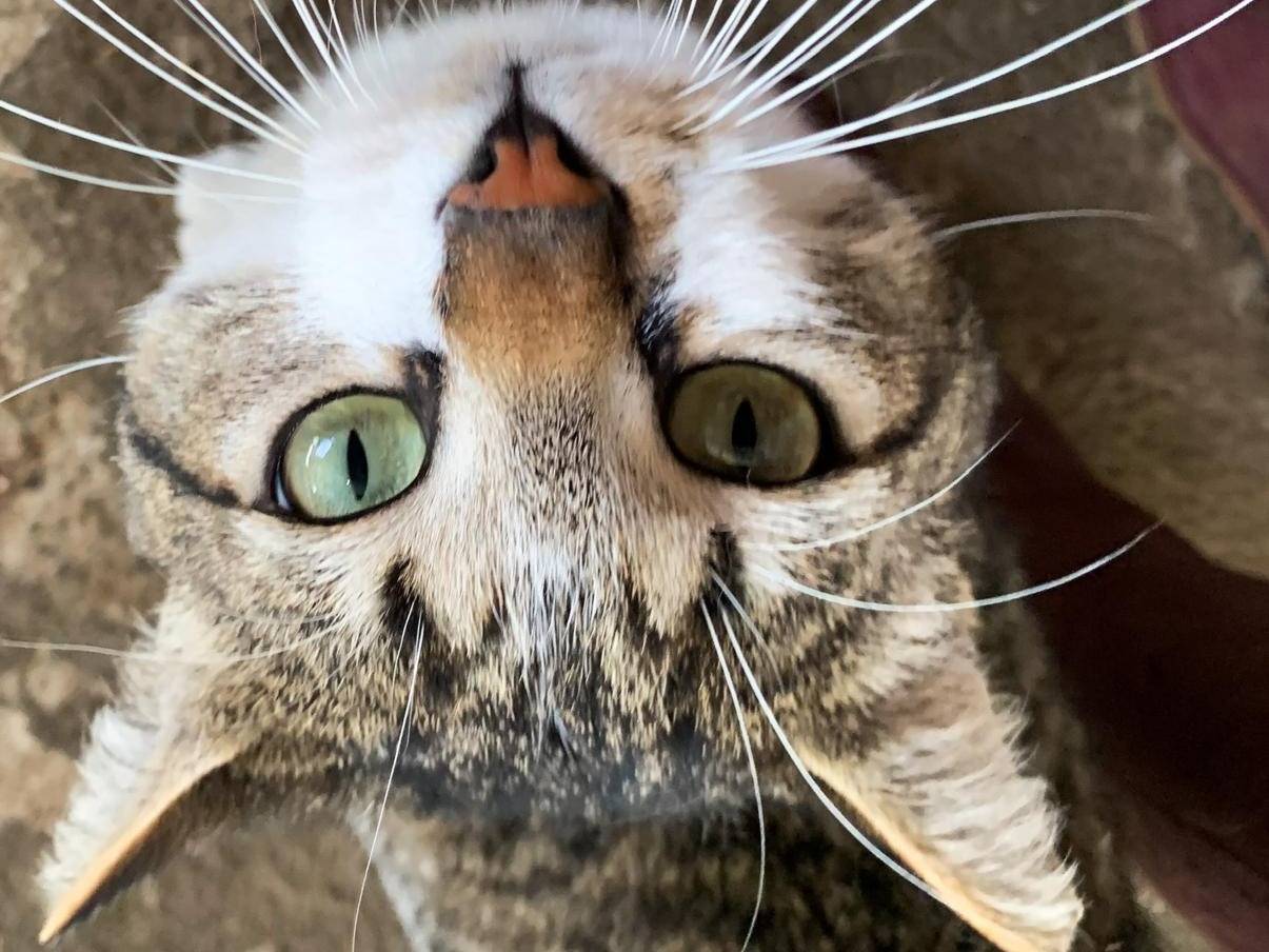 Adotta un gatto, maschio, 2 anni e 1 mese, Parma