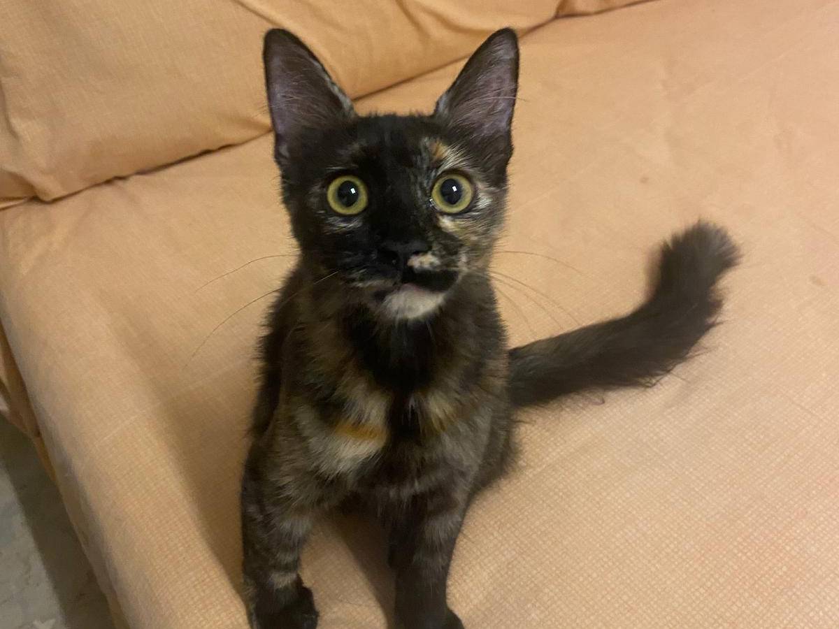 Adozione gatto, femmina, Razza sconosciuta Razza sconosciuta, 7 mesi, taglia non valida, Milano