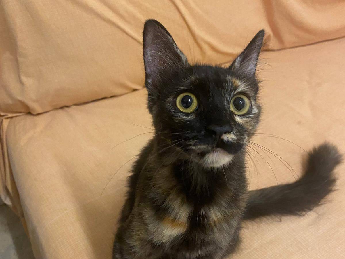 Adotta un gatto, femmina, 7 mesi, Milano