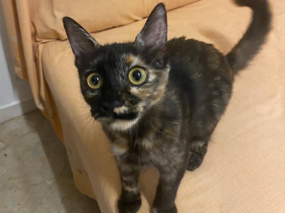 Adotta un gatto, taglia non valida, femmina, Milano