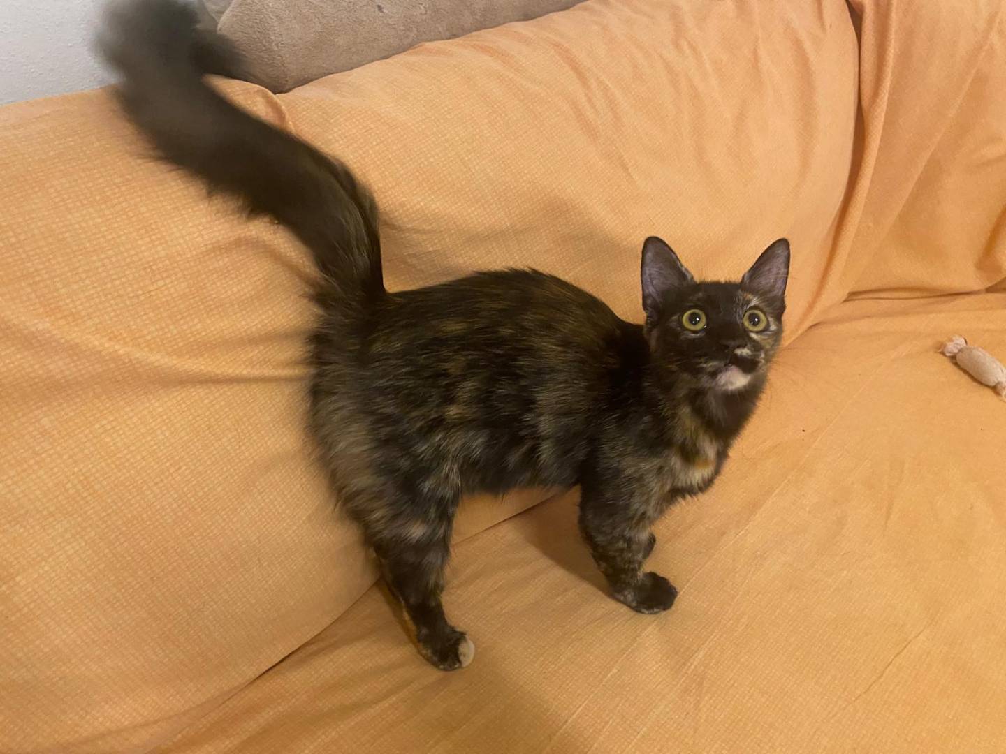 Vuoi adottare un gatto a Milano?