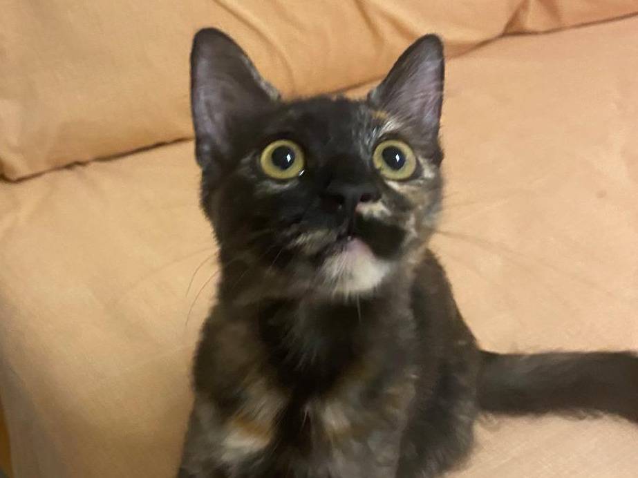Adotta il gatto Ambra a Milano