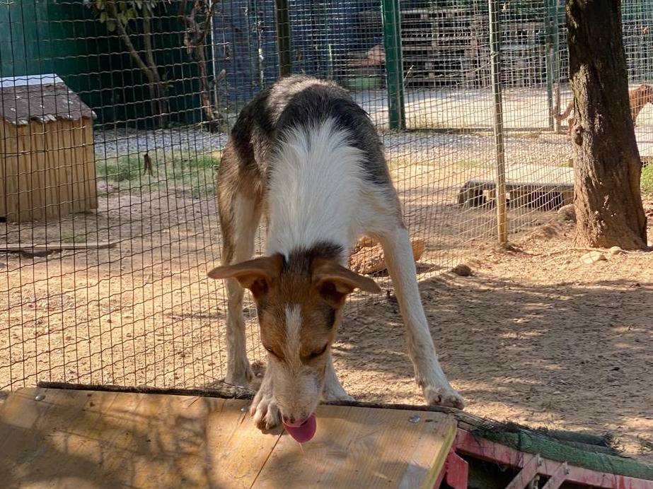 Vuoi adottare un cane a Milano?