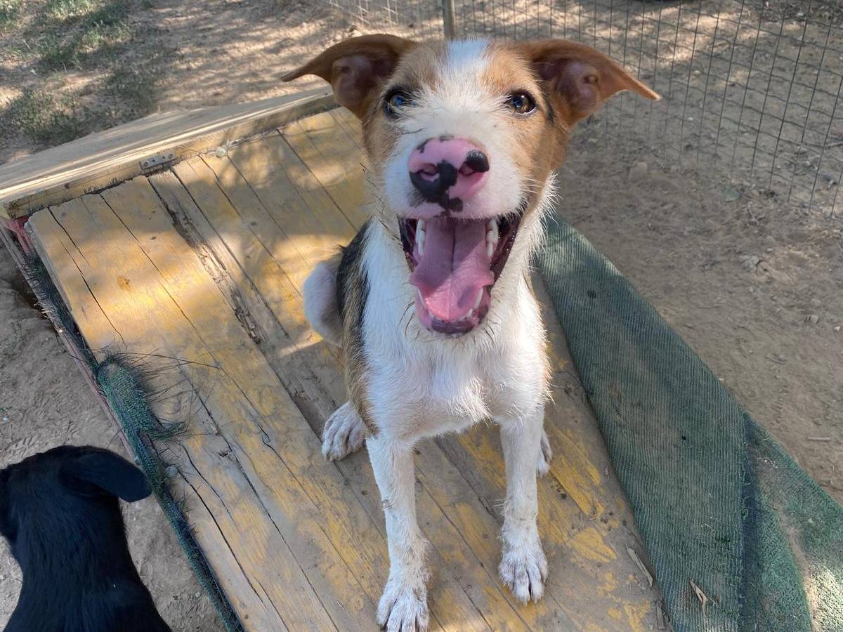 Adotta il cane Cooper a Milano