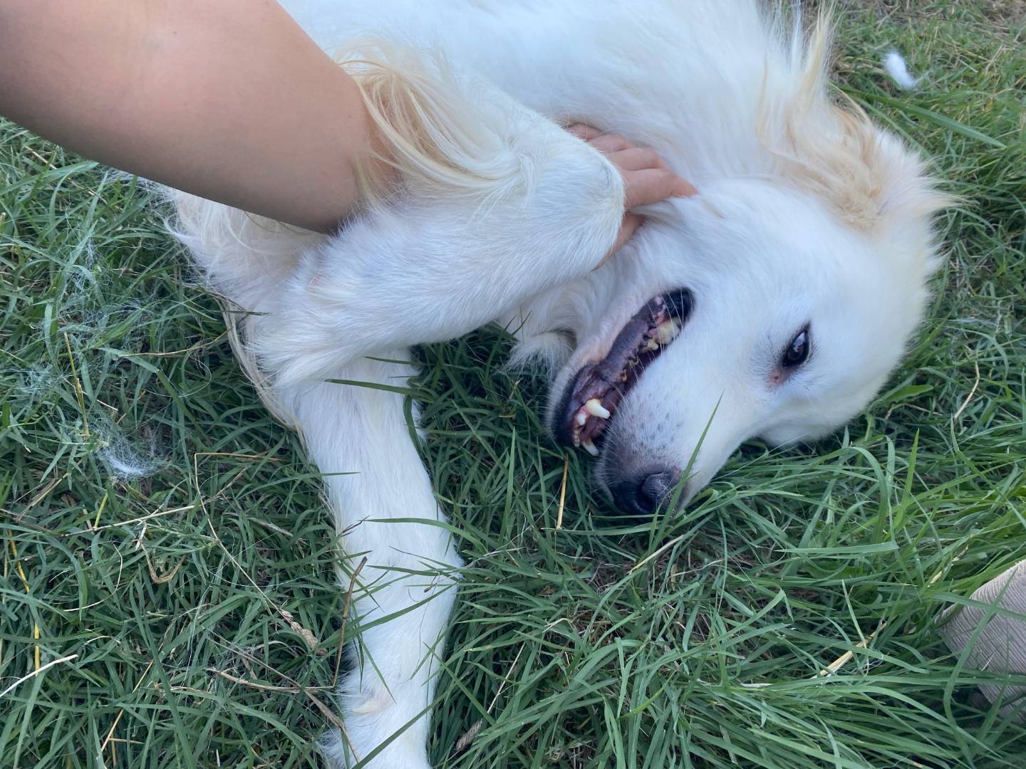 Adozione cane, maschio, Razza sconosciuta Razza sconosciuta, 4 anni, taglia grande, Avellino