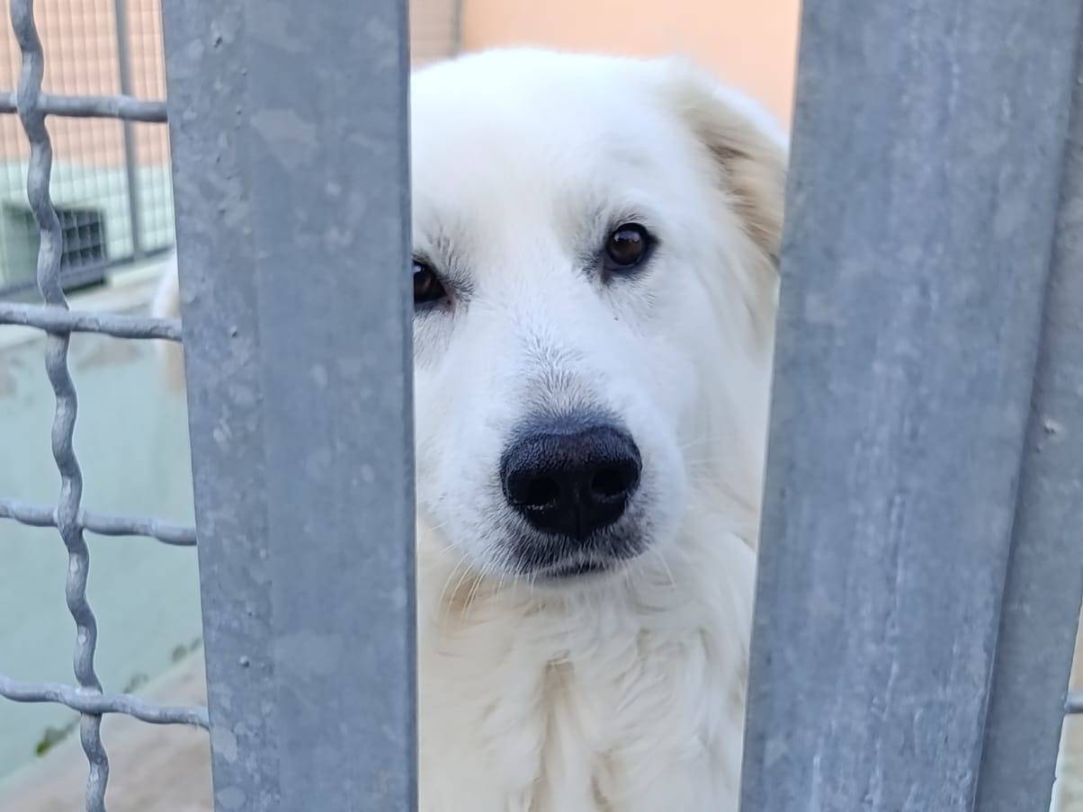 Adotta un cane, maschio, 4 anni, Avellino
