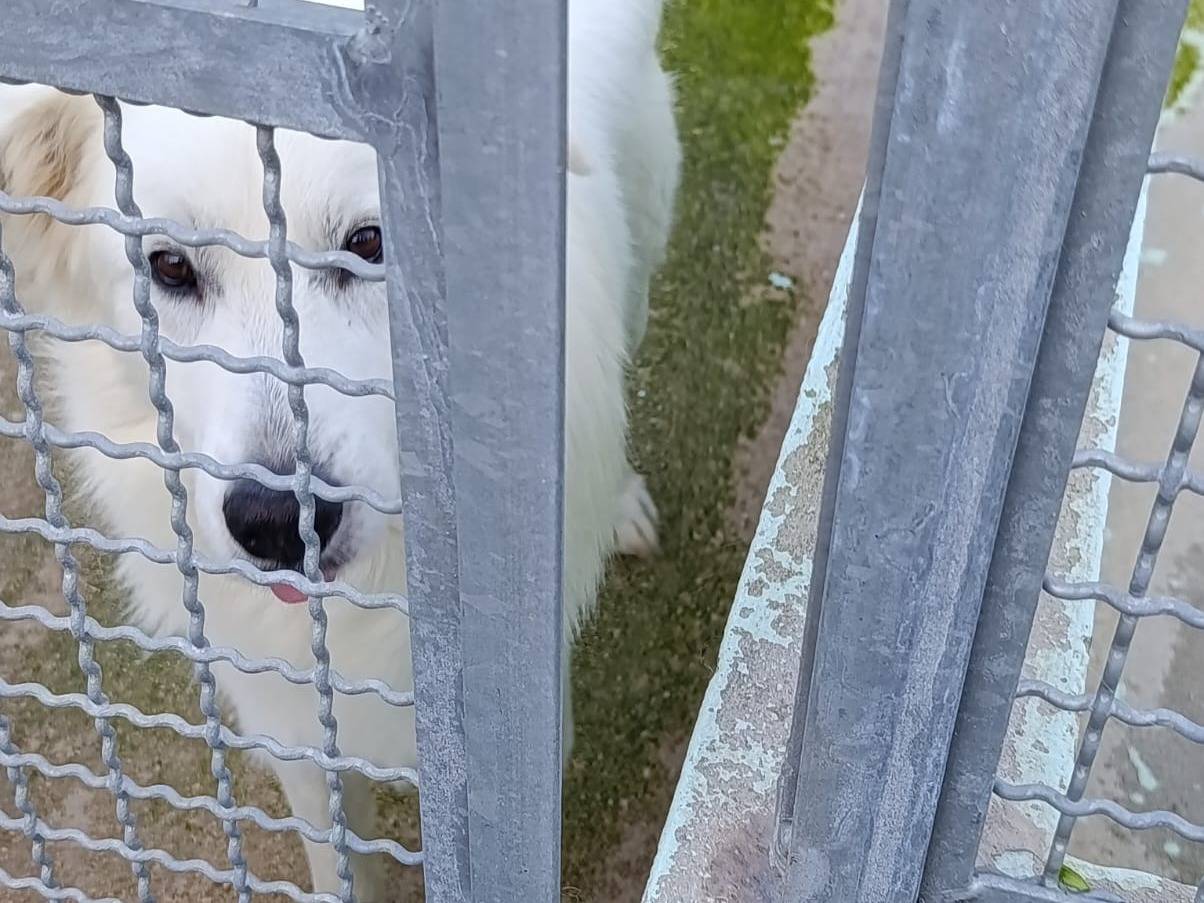 Adotta un cane, taglia grande, maschio, Avellino