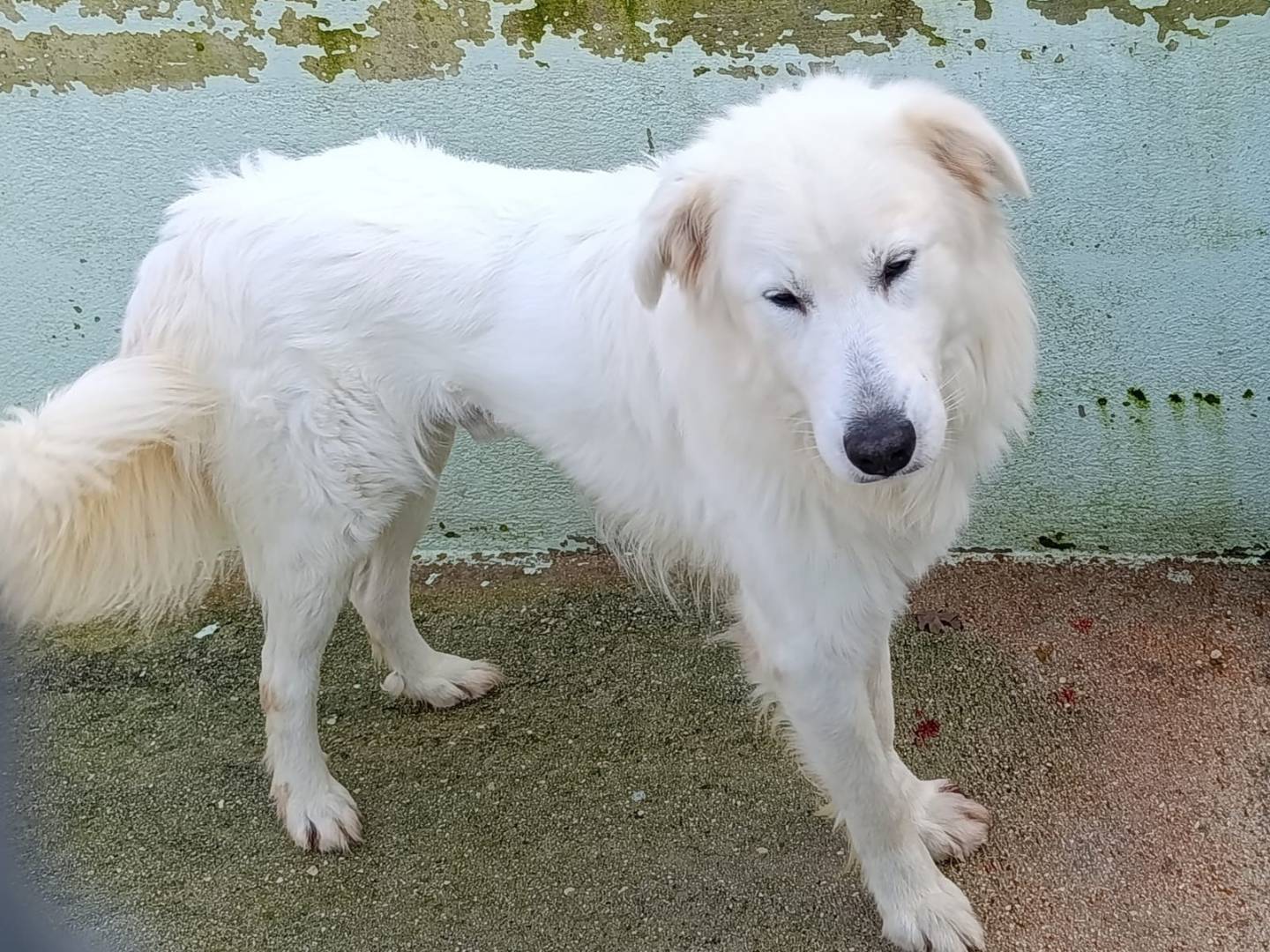 Vuoi adottare un cane a Avellino?