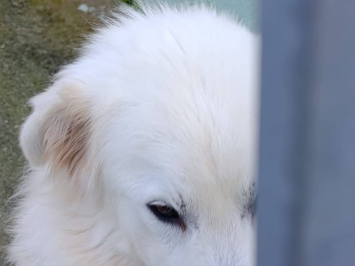 Adotta il cane Nemo  a Avellino