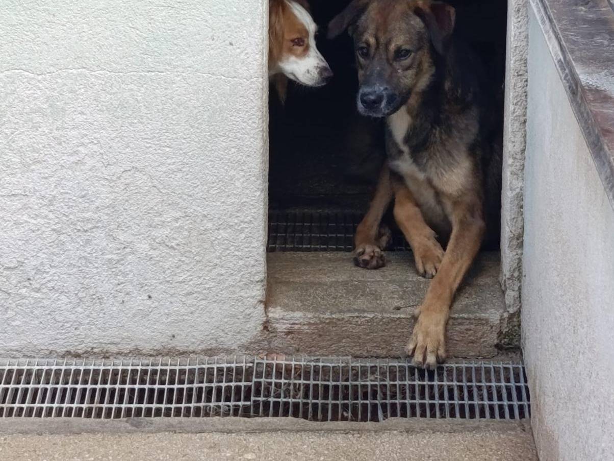 Vuoi adottare un cane a Avellino?