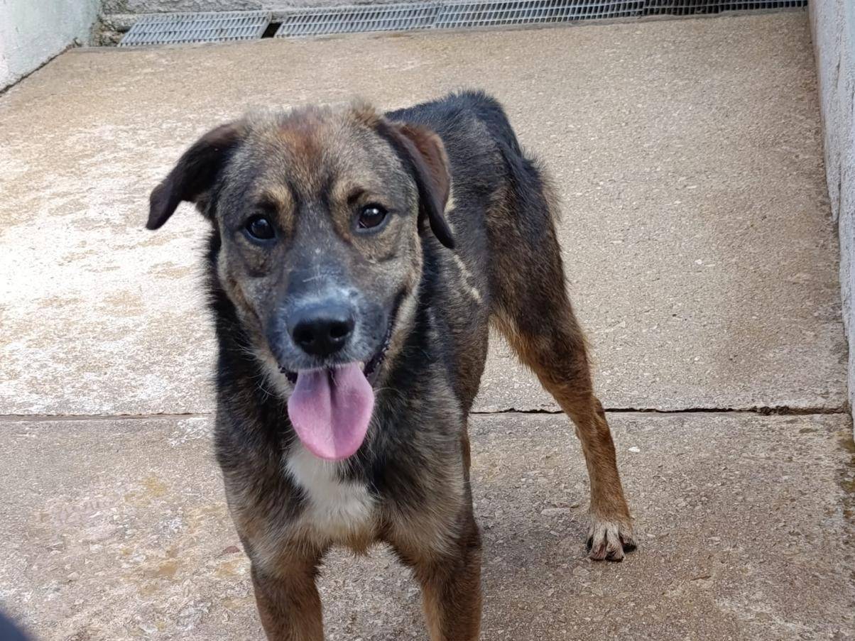 Adotta il cane Caramello a Avellino