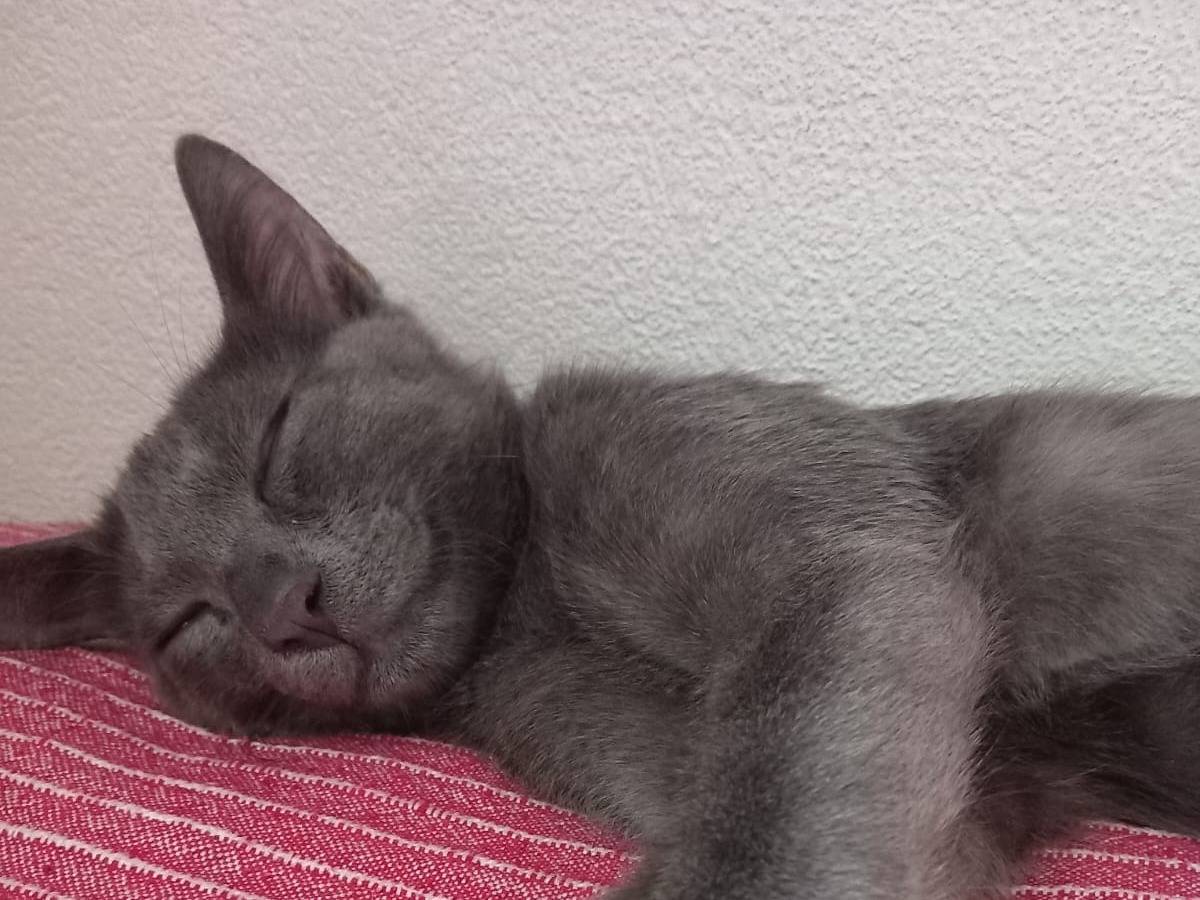Vuoi adottare un gatto a Parma?