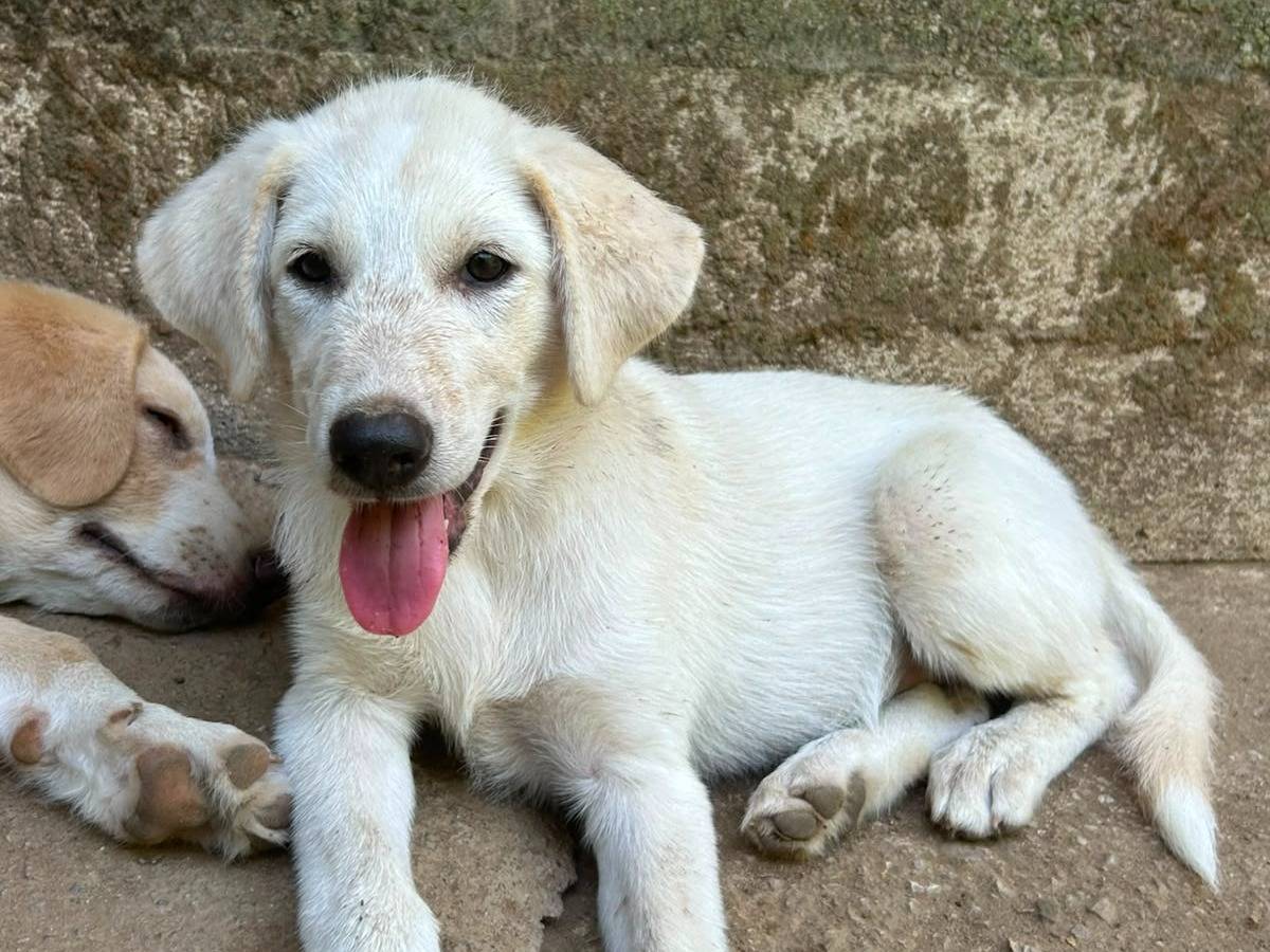 Vuoi adottare un cane a Messina?