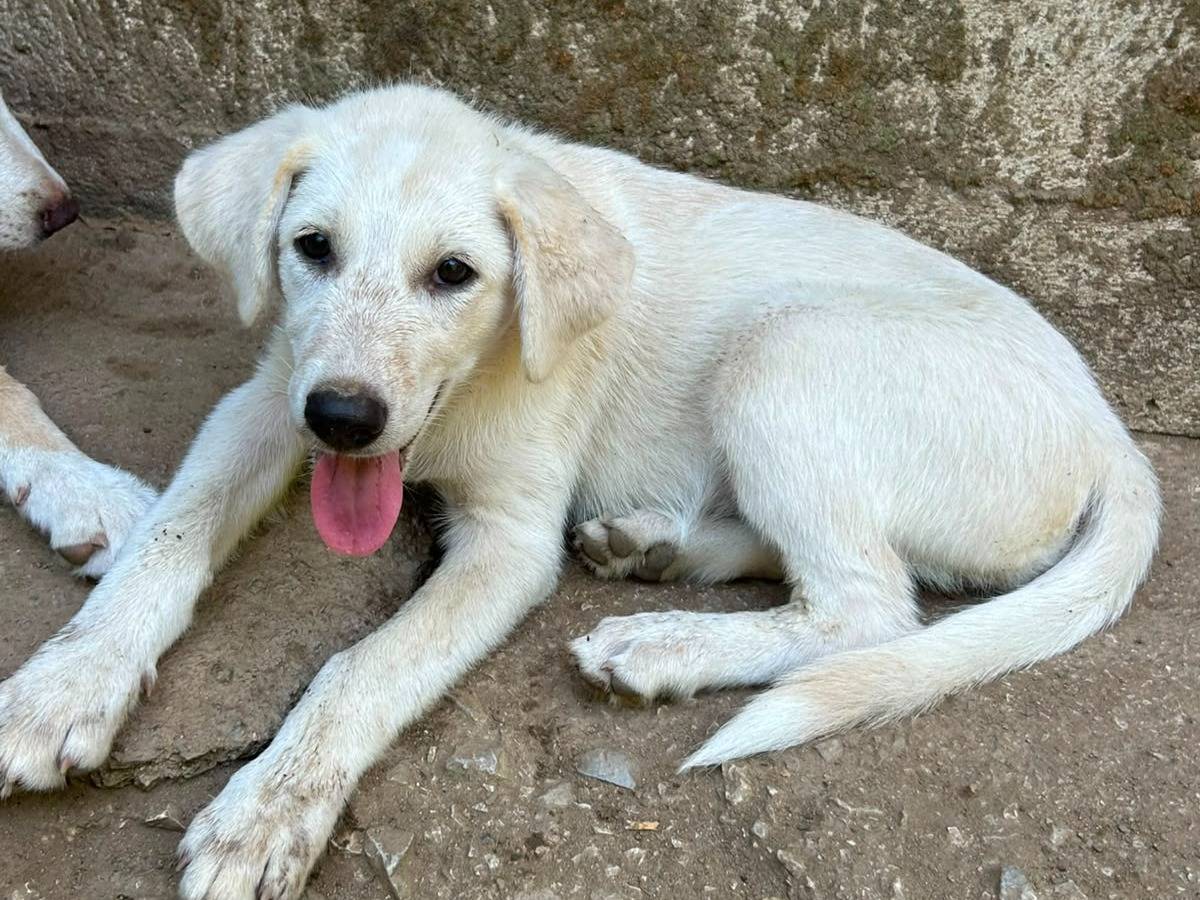 Adotta il cane Aria a Messina