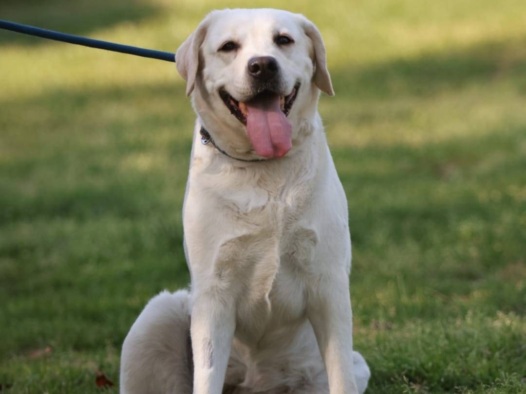 Adozione cane, femmina, Labrador Retriever Razza sconosciuta, 7 anni e 8 mesi, taglia grande, Milano