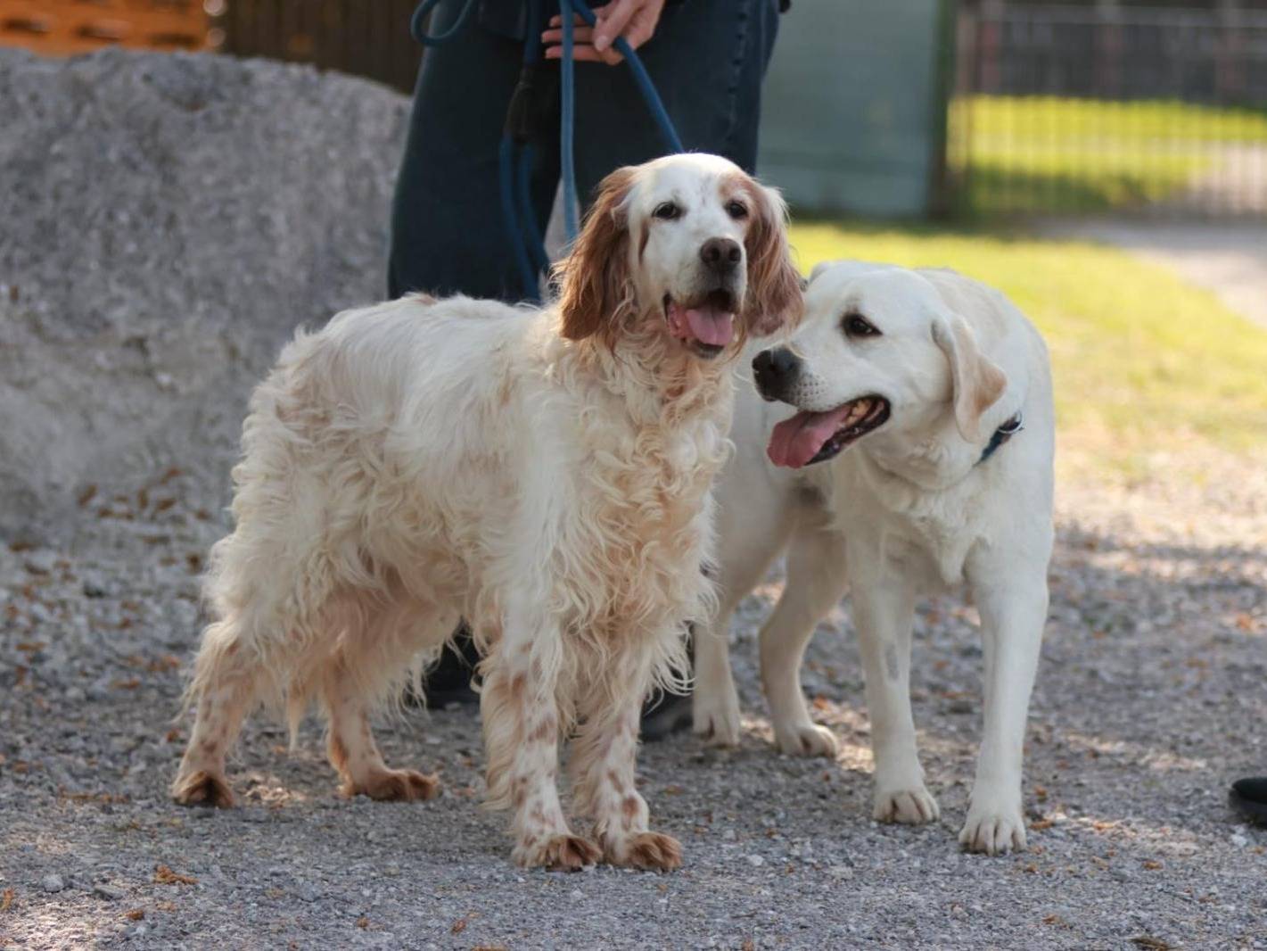 Adotta un cane, femmina, 7 anni e 8 mesi, Milano