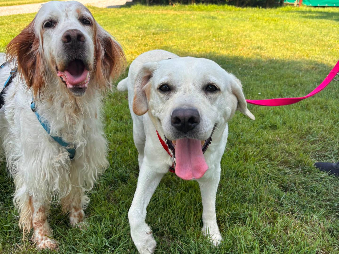 Adotta un cane, taglia grande, femmina, Milano