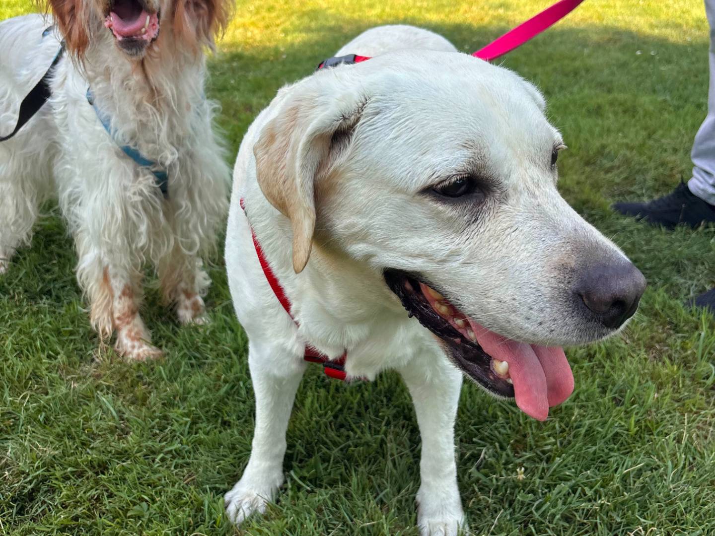 Vuoi adottare un cane a Milano?