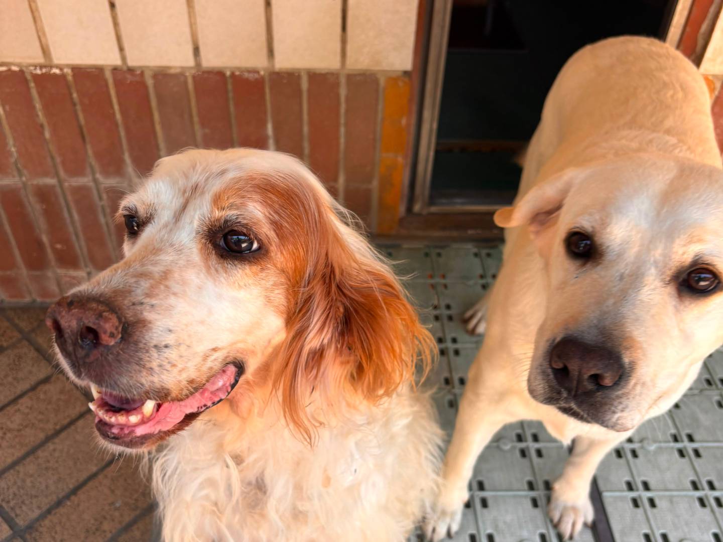 Adotta il cane Isotta a Milano
