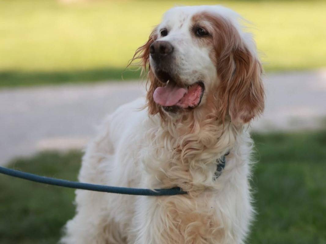 Adozione cane, femmina, Setter Inglese Razza sconosciuta, 9 anni e 3 mesi, taglia media, Milano
