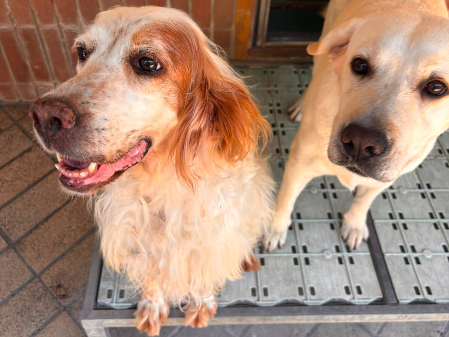 Adotta un cane, femmina, 9 anni e 3 mesi, Milano