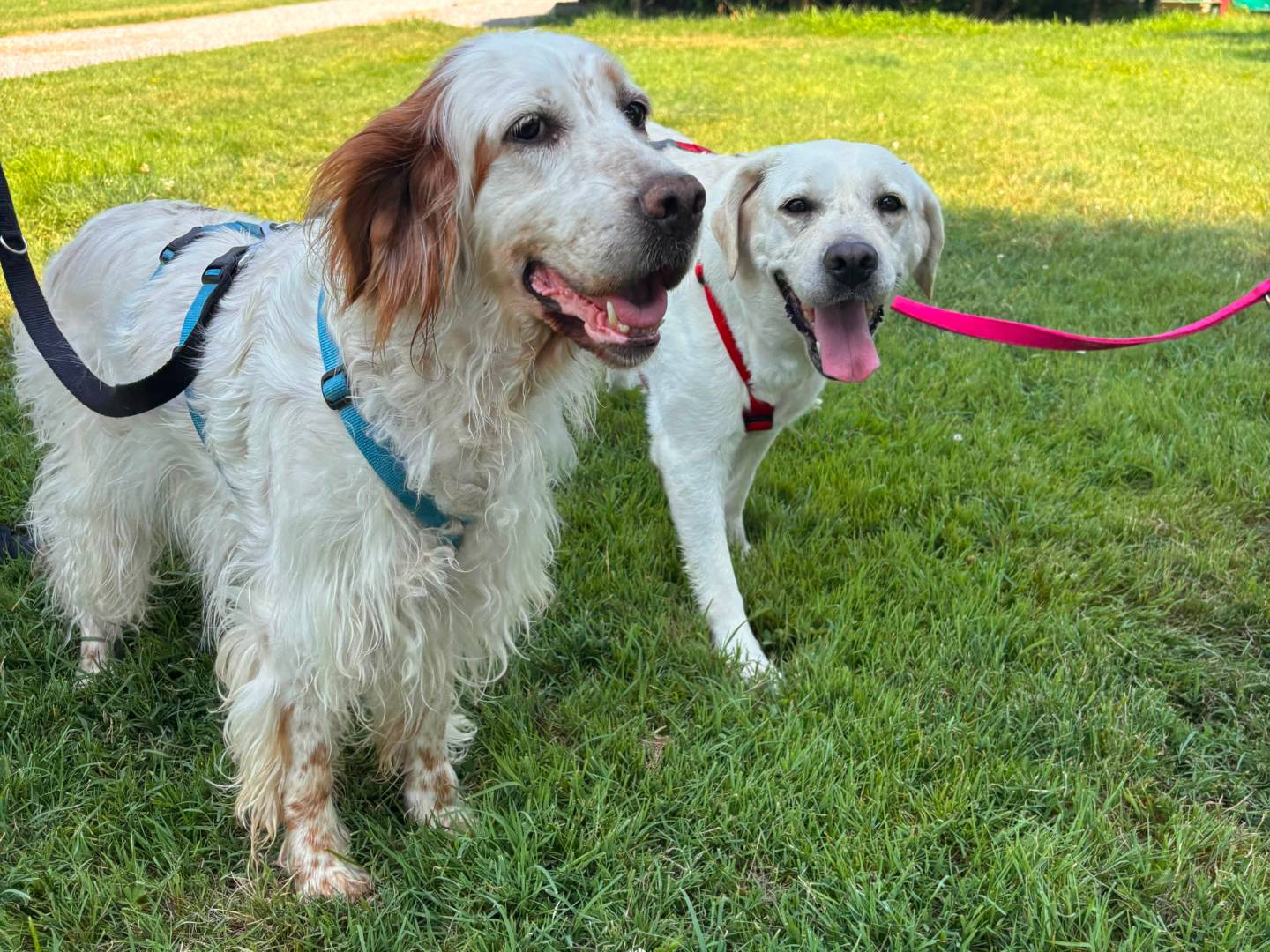 Adotta un cane, taglia media, femmina, Milano