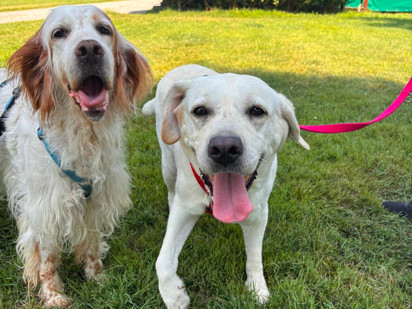 Vuoi adottare un cane a Milano?