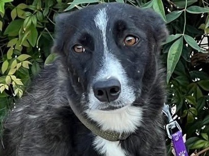 Adozione cane, femmina, Razza sconosciuta Razza sconosciuta, 1 anno e 4 mesi, taglia piccola, Bari