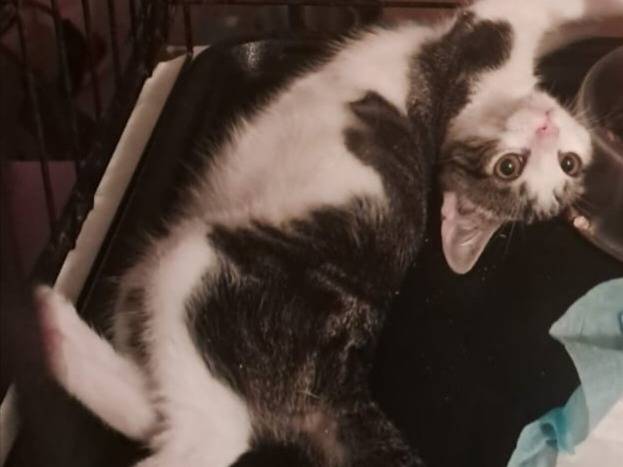 Adozione gatto, maschio, Razza sconosciuta Razza sconosciuta, 3 mesi, taglia non valida, Roma