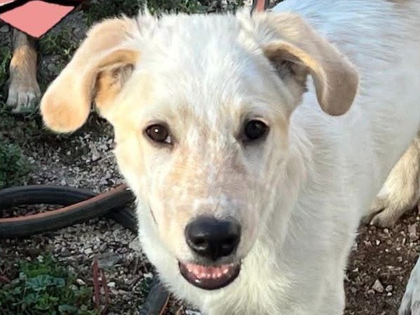 Adozione cane, maschio, Razza sconosciuta Razza sconosciuta, 4 mesi, taglia media, Bari