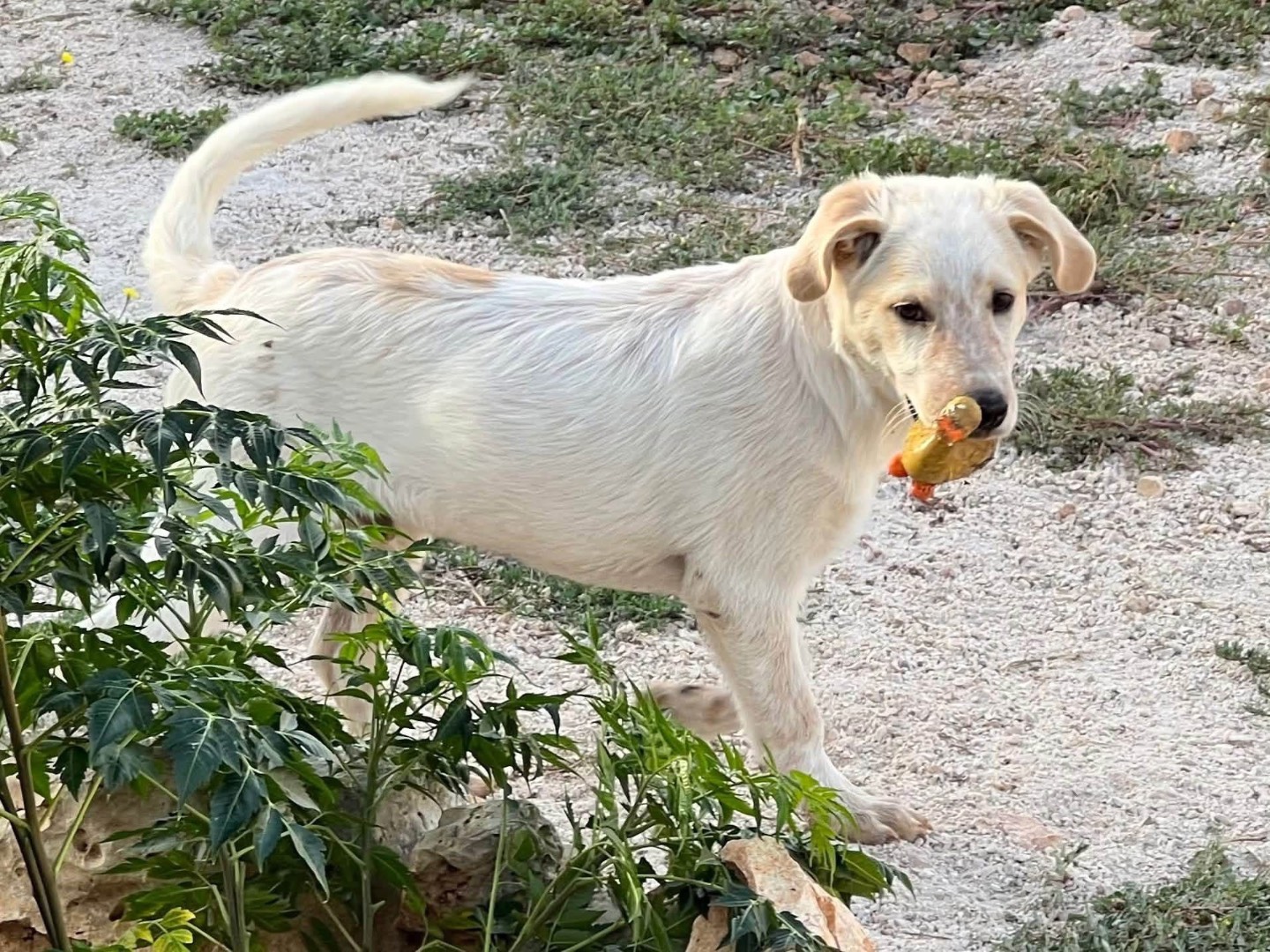 Adotta un cane, maschio, 4 mesi, Bari